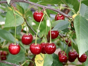 Hapu kirsipuu ‘Haritonovskaja’ P22 140cm Eestis kasvatatud