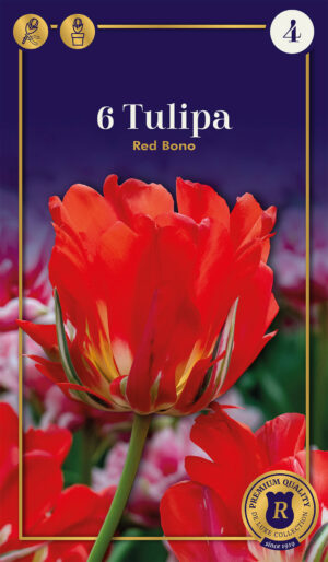Tulp ‘Red Bono’ 6tk