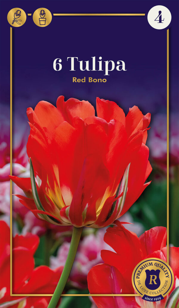 Tulp 'Red Bono' 6tk