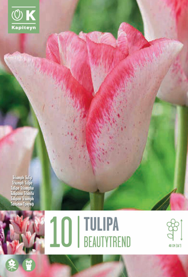 Tulp 'Beautytrend' 10tk/pk