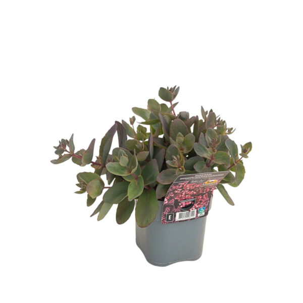 Kukehari 'Globe Purple' P14 Eestis kasvatatud