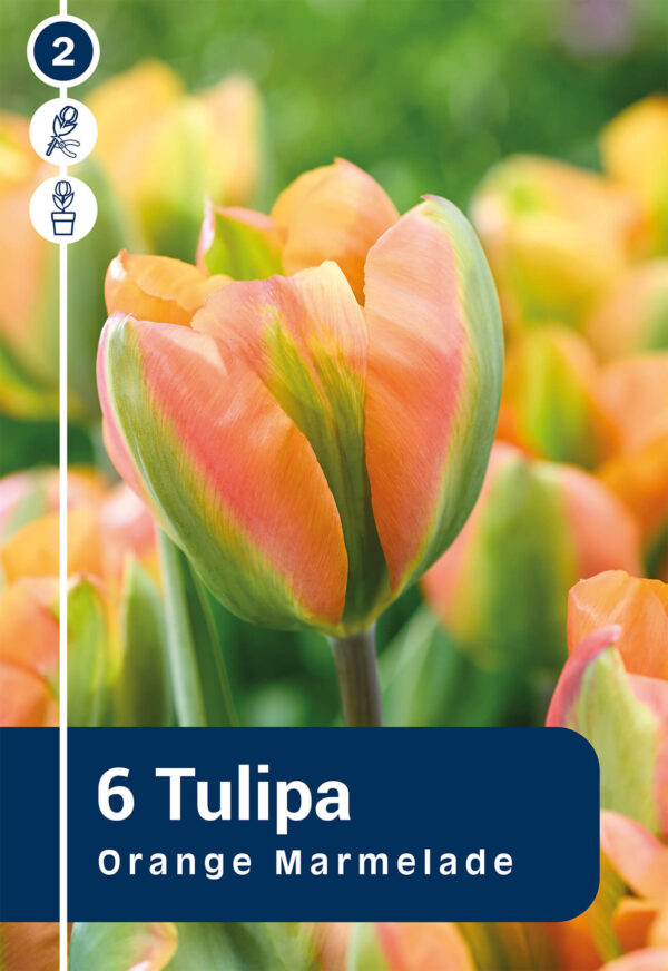 Tulp 'Orange Marmelade' 6tk
