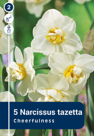 Nartsiss ‘Cheerfullness’ 5tk