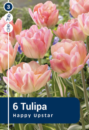 Tulp ‘Happy Upstar’ 6tk