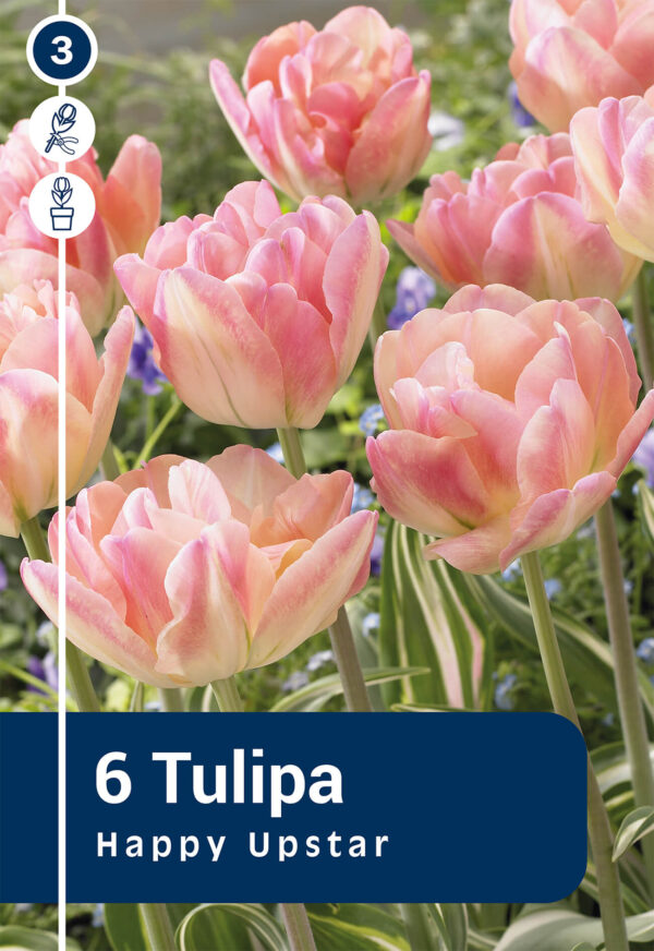 Tulp 'Happy Upstar' 6tk