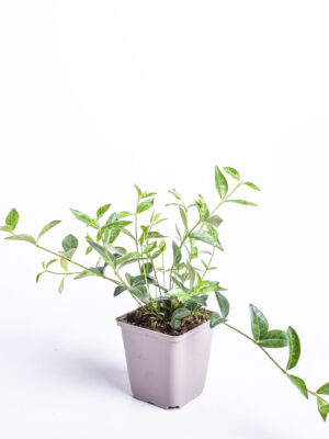 Suur igihali ‘Variegata’ P14