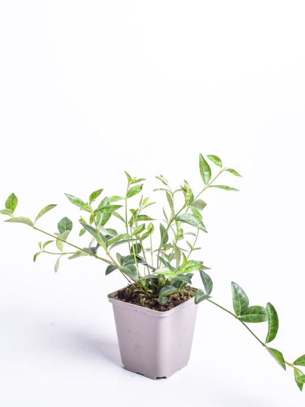 Suur igihali 'Variegata' P14