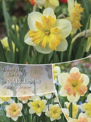 Nartsiss ‘Peachy Dream’ 5tk