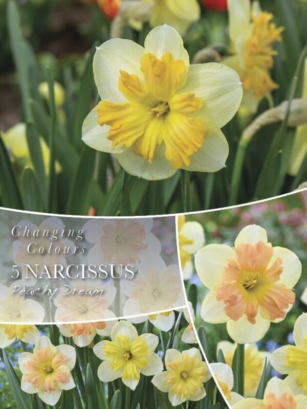 Nartsiss 'Peachy Dream' 5tk