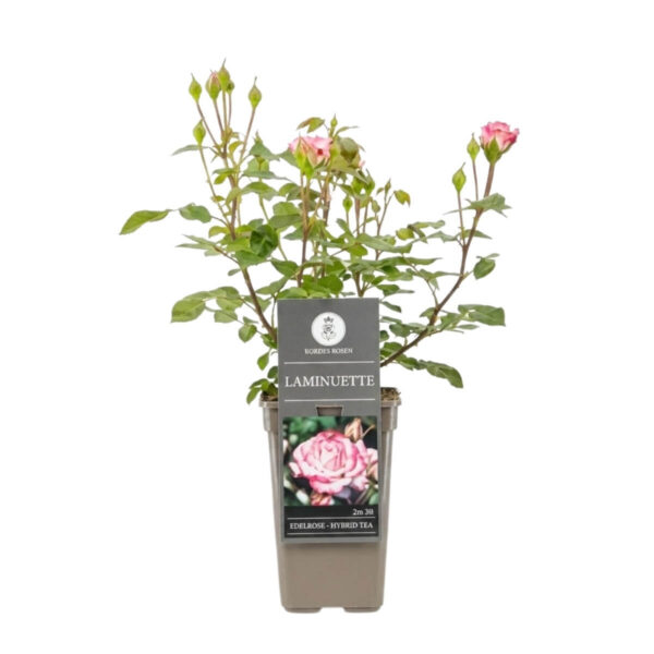 Floribundroos 'Laminuette' P17