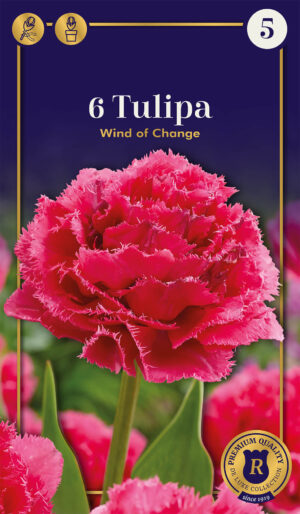 Tulp ‘Wind Of Change’ 6tk