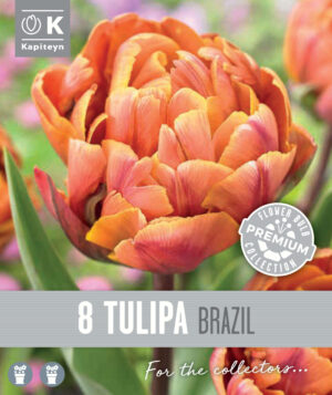Tulp ‘Brazil’ 8tk/pk