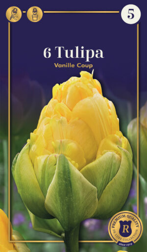Tulp ‘Vanille Coup’ 6tk