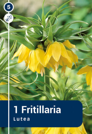 Harilik püvilill ‘Lutea’ 1tk