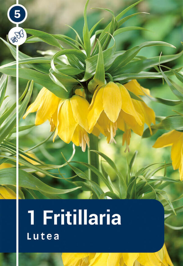 Harilik püvilill 'Lutea' 1tk