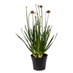 Lauk ‘Millenium’ P17