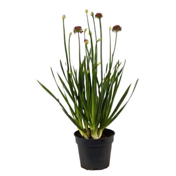 Lauk 'Millenium' P17