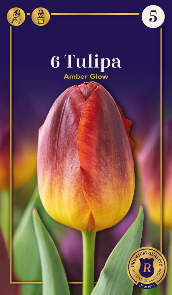 Tulp 'Amber Glow' 6tk
