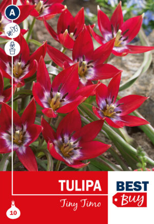 Tulp ‘Tiny Timo’ 10tk
