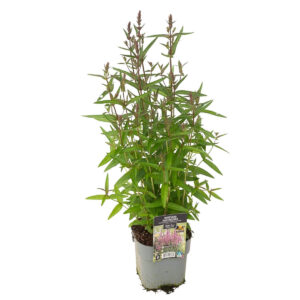 Kukesaba ‘Luminara Hot Pink’ P17 Eestis kasvatatud