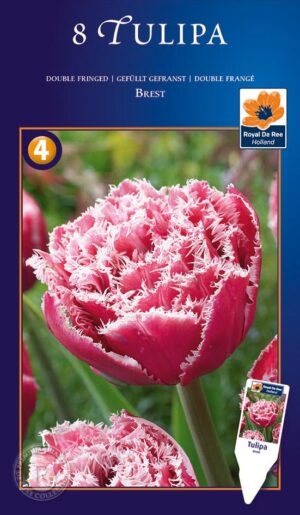 Tulp ‘Brest’ 8tk