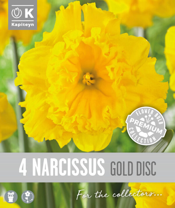 Nartsiss 'Gold Disc' 4tk/pk