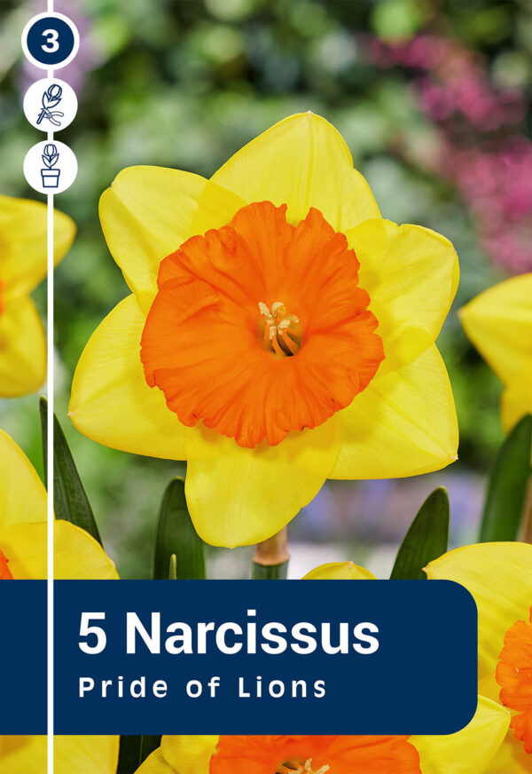 Nartsiss 'Pride Of Lions' 5tk
