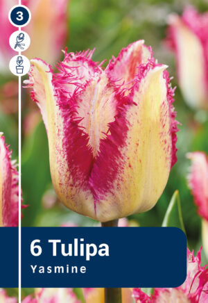 Tulp ‘Yasmine’ 6tk
