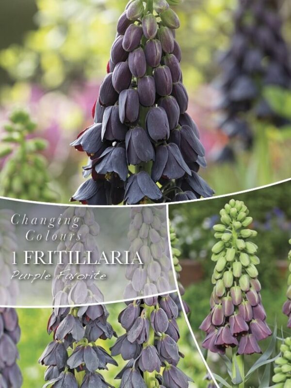 Pärsia püvilill 'Purple Favorite' 1tk