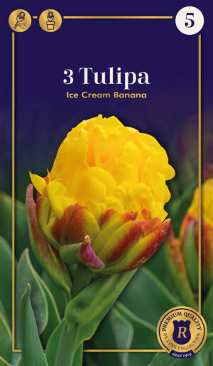Tulp ‘Ice Cream Banana’ 3tk