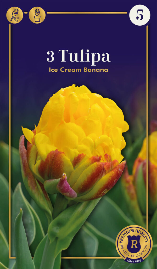 Tulp 'Ice Cream Banana' 3tk