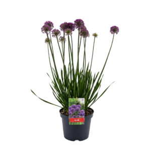 Lauk ‘Millenium’ P19