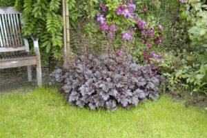 Helmikpööris ‘Palace Purple’ P13 20cm