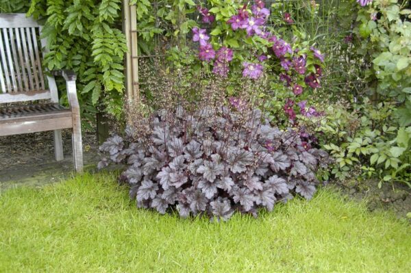 Helmikpööris 'Palace Purple' P13 20cm