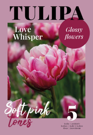 Tulp ‘Love Wisper’ 5tk