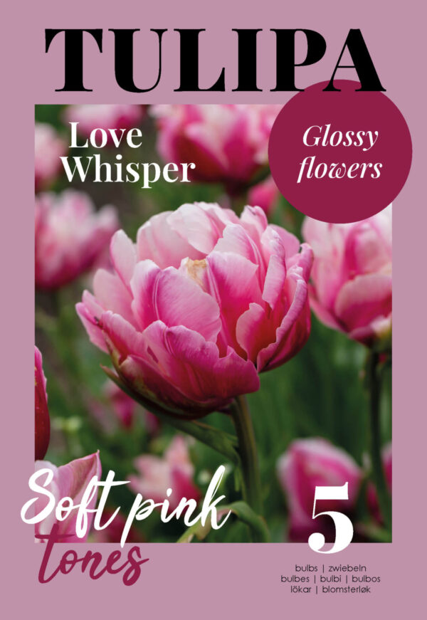 Tulp 'Love Wisper' 5tk