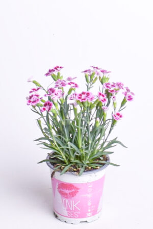 Nelk ‘Pink Kisses’ P10,5