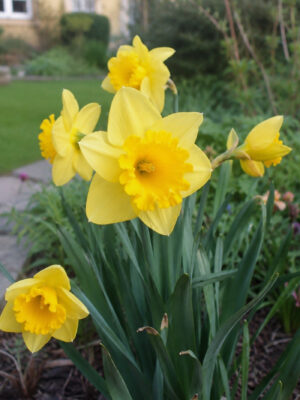 Nartsiss ‘Carlton’ 5tk