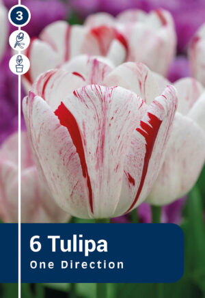Tulp ‘One Direction’ 6tk