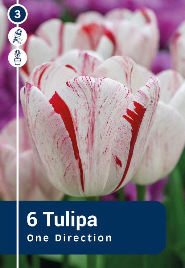 Tulp 'One Direction' 6tk