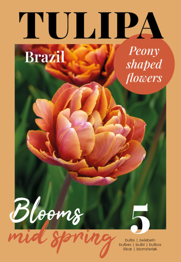 Tulp 'Brazil' 5tk