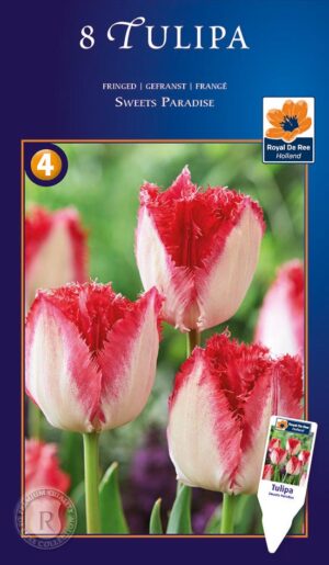 Tulp ‘Sweets Paradise’ 8tk