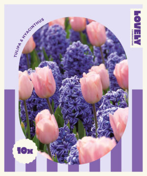 Segu Lovely hüatsint+tulp roosa-lilla 15tk