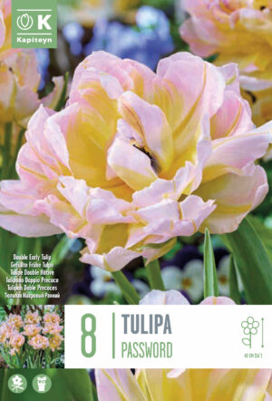 Tulp ‘Password’ 8tk/pk