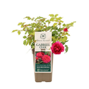 Põõsasroos ‘Gabriel Oak’ P17