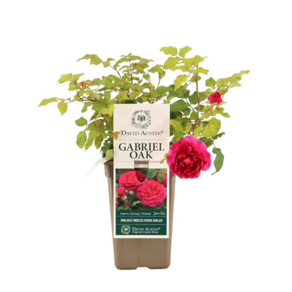 Põõsasroos 'Gabriel Oak' P17