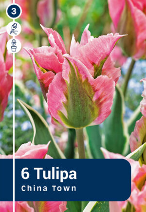 Tulp ‘China Town’ 6tk