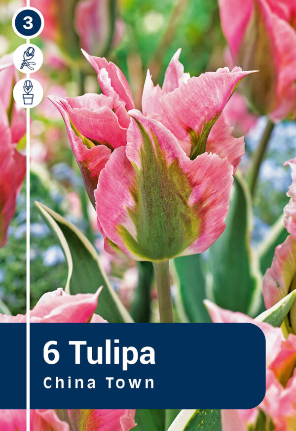 Tulp 'China Town' 6tk