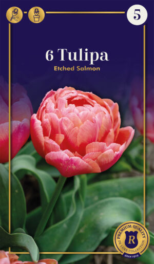 Tulp ‘Etched Salmon’ 6tk