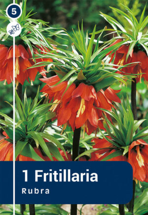 Harilik püvilill ‘Rubra’ 1tk